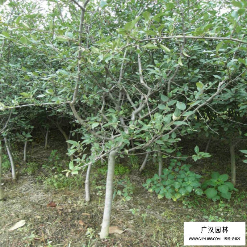 垂丝海棠的种植方法及技巧(图4)