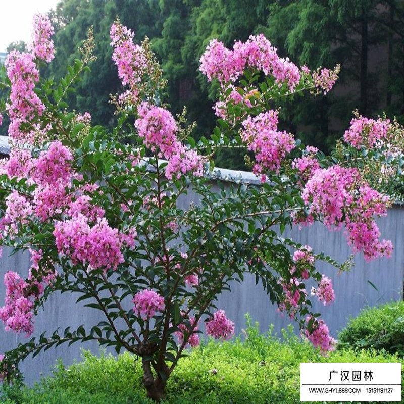 百日红什么时候开花，花期多久(图5)