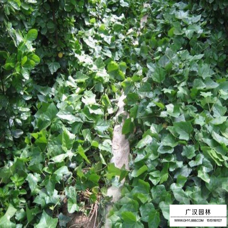 常春藤的种植方法(图1)