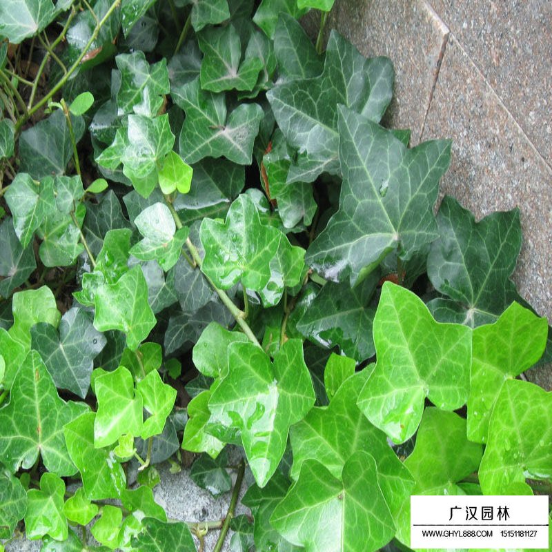 常春藤的种植方法(图2)