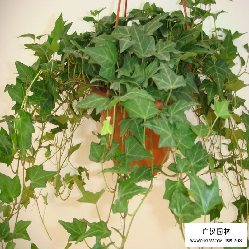 常春藤的种植方法(图3)