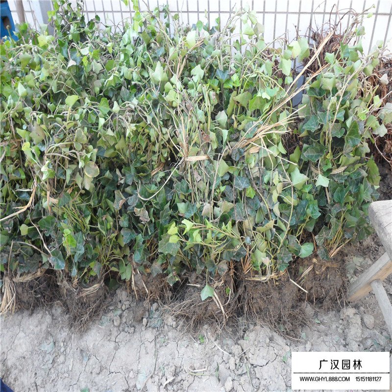 常春藤的种植方法(图4)