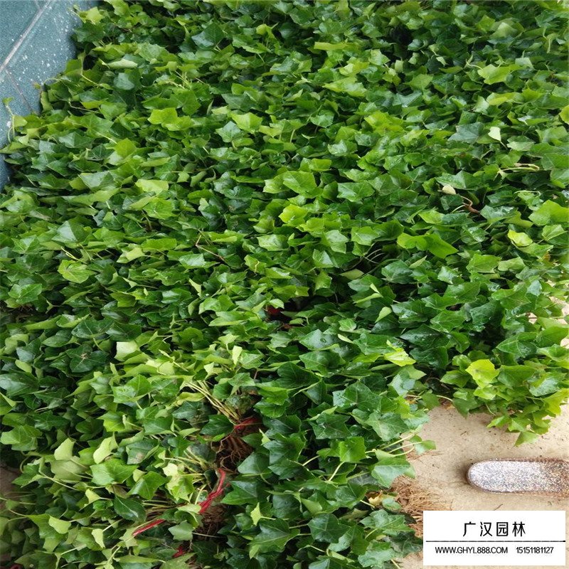 常春藤的种植方法(图6)