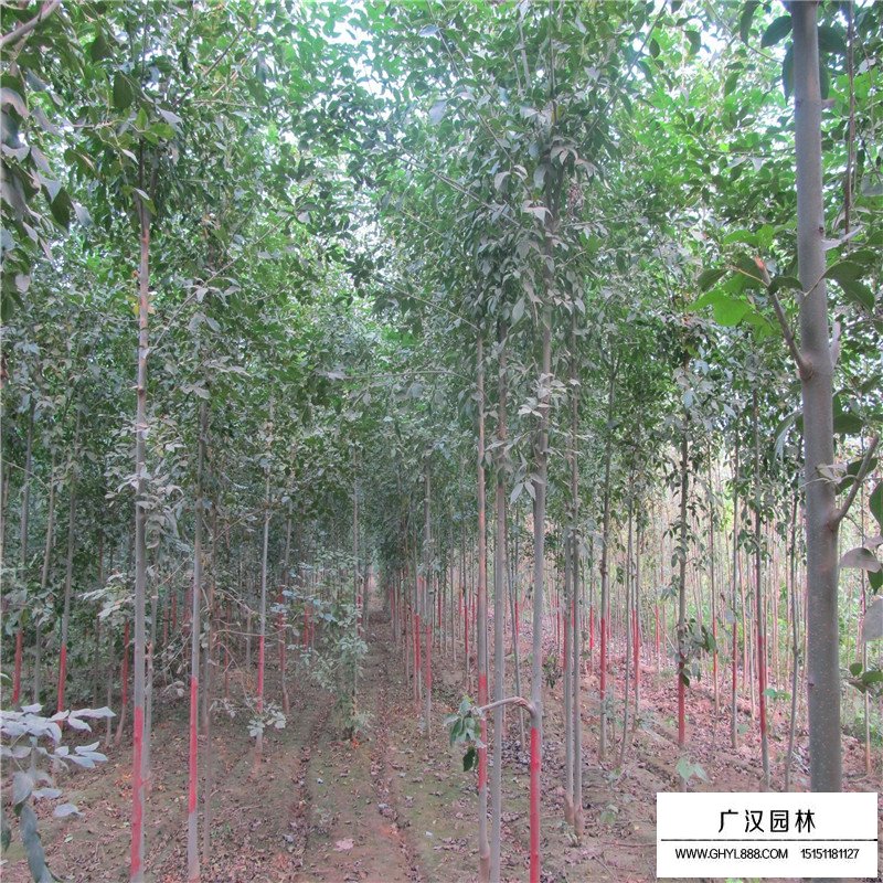 白蜡树种植基地(图7)