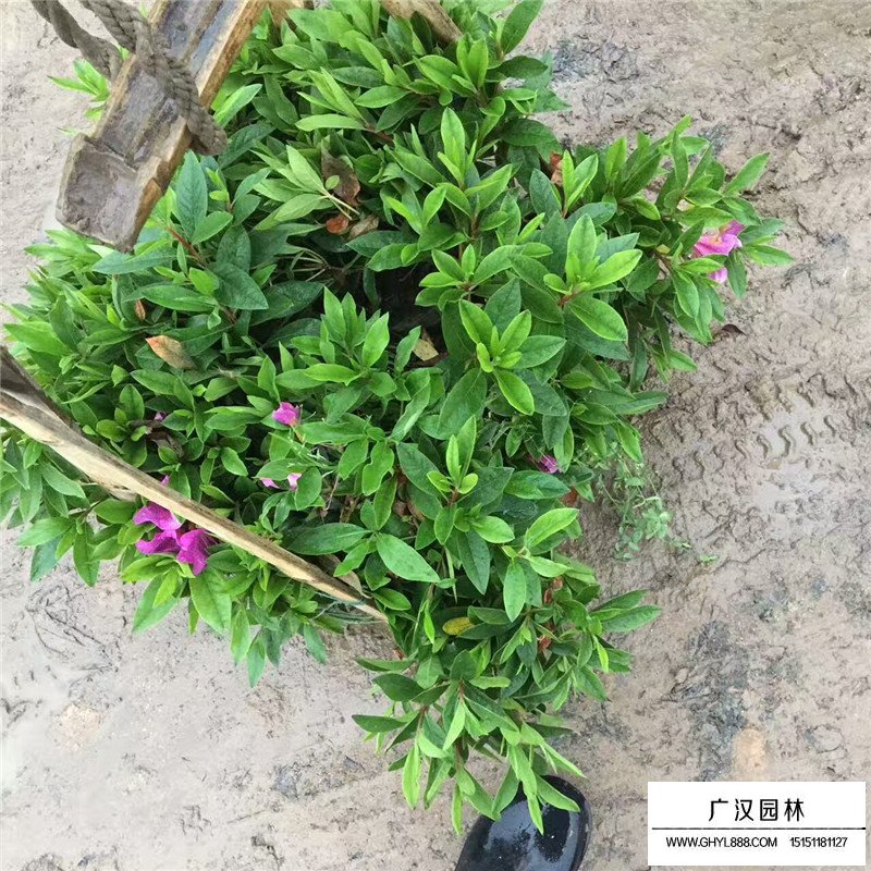 杜鹃花市场批发价格是多少(图2)