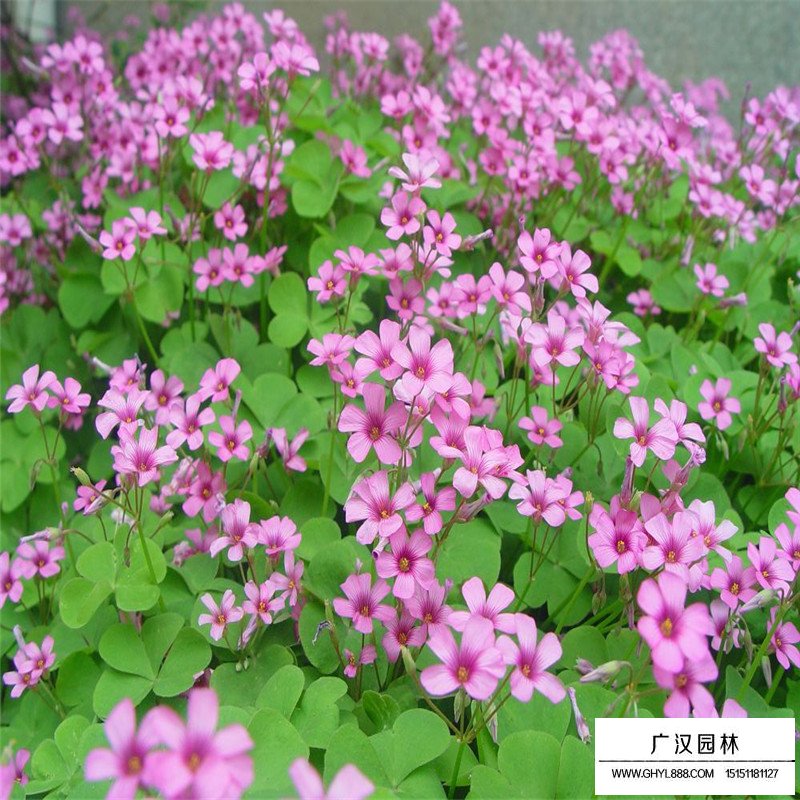 红花酢浆草沭阳基地