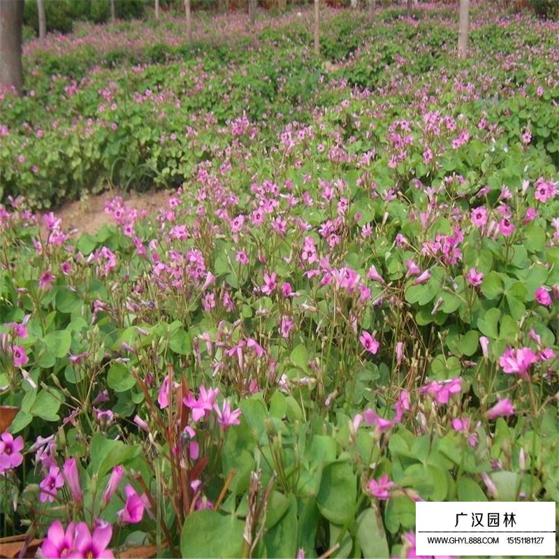 红花酢浆草沭阳基地