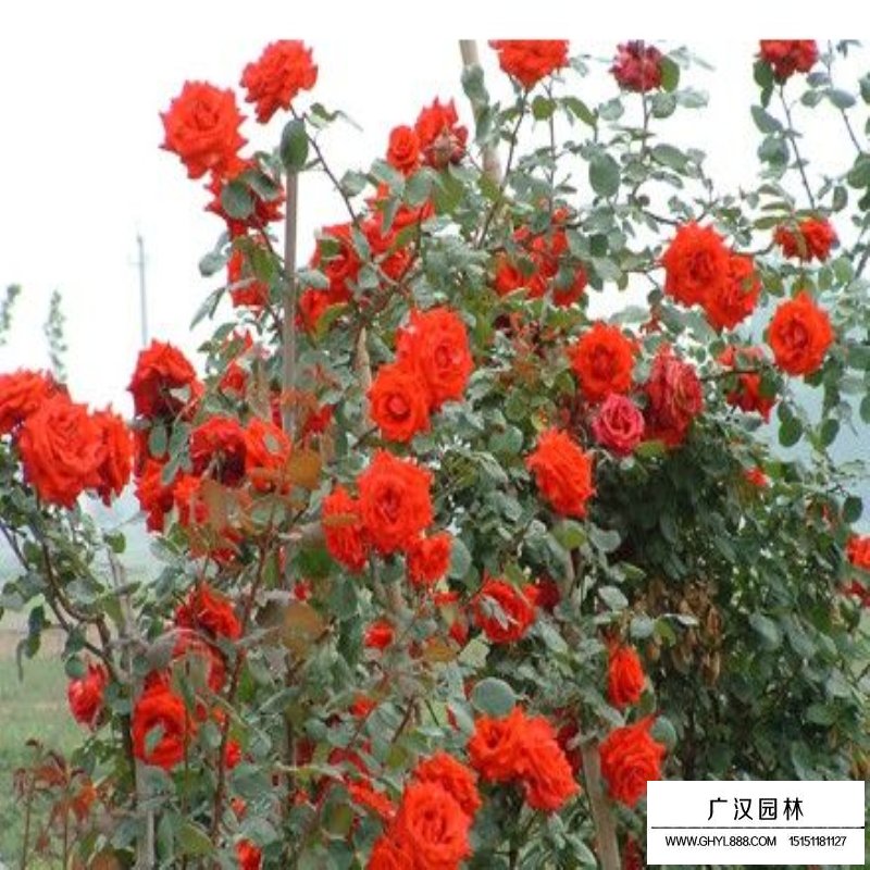 沭阳月季花基地