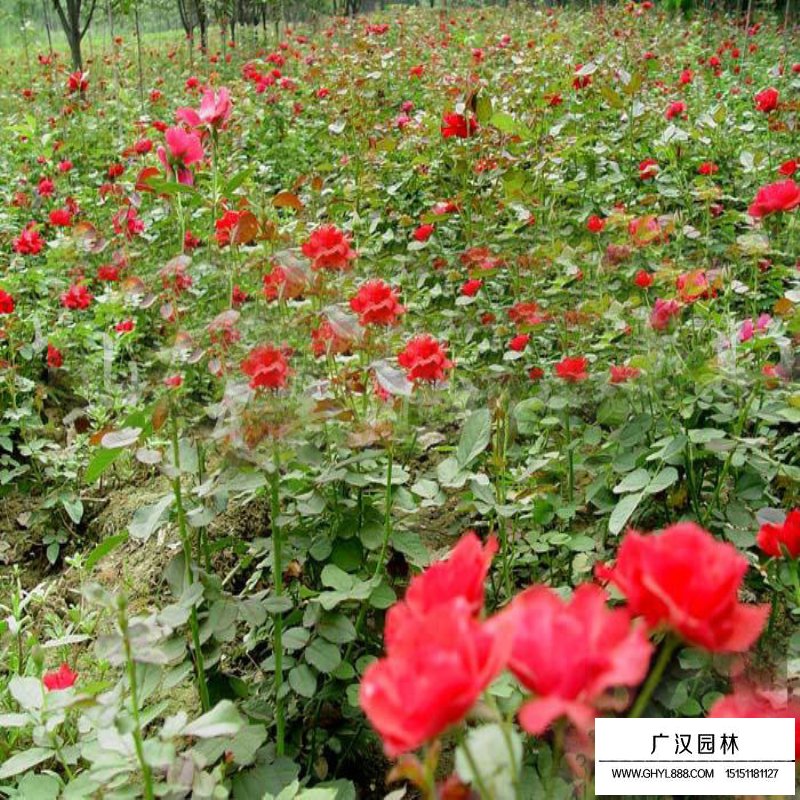 沭阳月季花基地