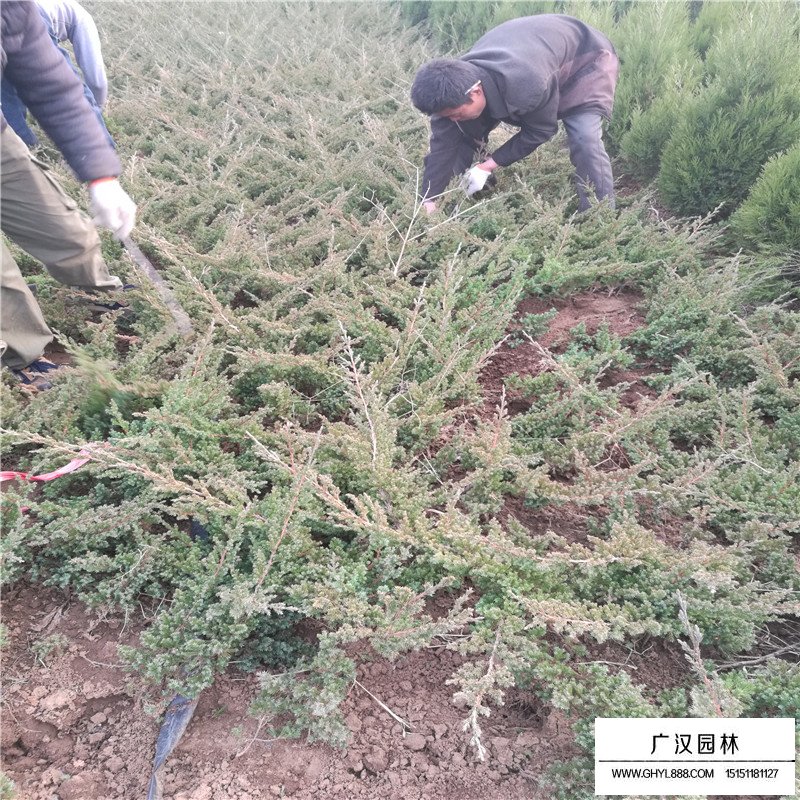 铺地柏沭阳基地