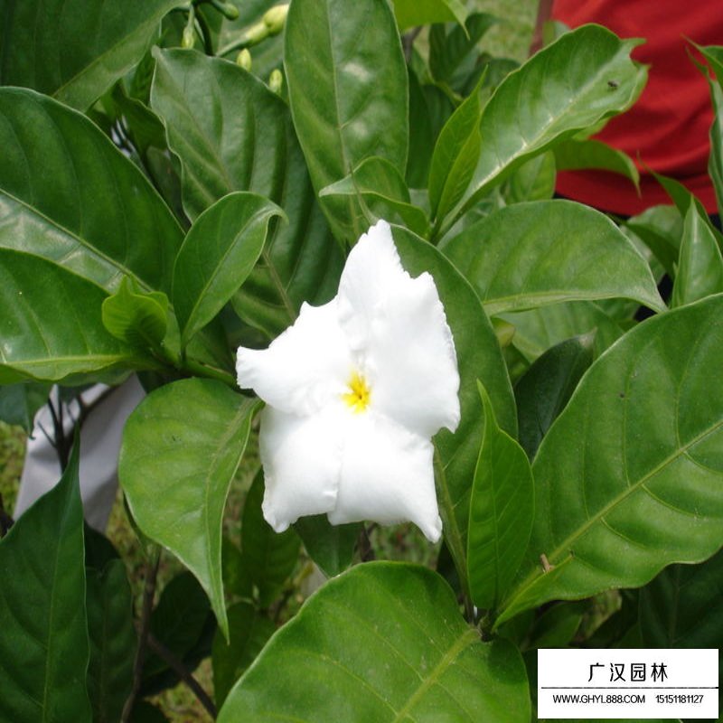 栀子花价格