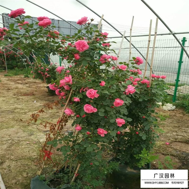 月季花基地价格