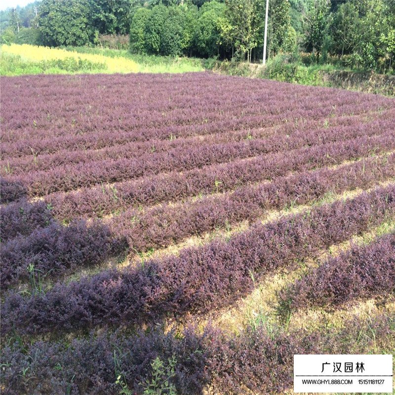 红花继木最新价格