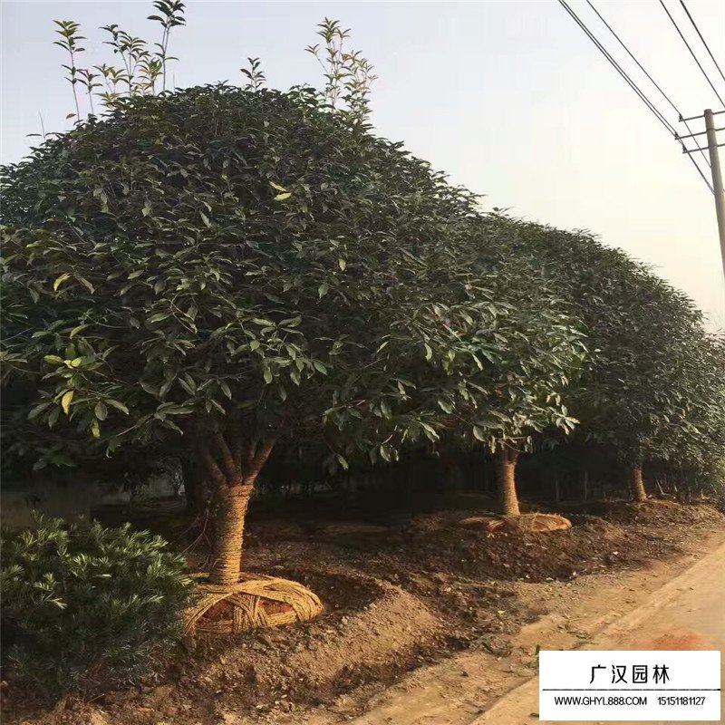 桂花树苗价格