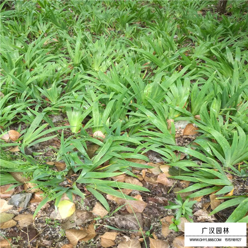 黄花鸢尾价格