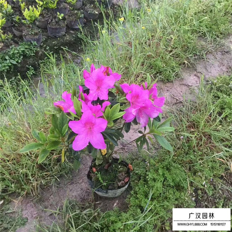 一年生杜鹃花小苗价格(图2)