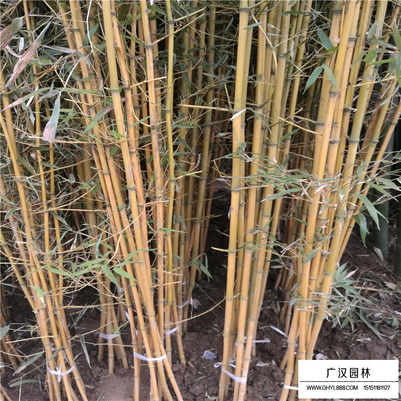 金镶玉竹好还是紫竹好(图1)