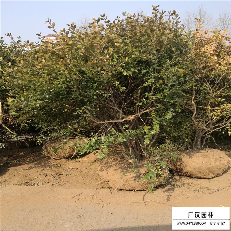 瓜子黄杨基地