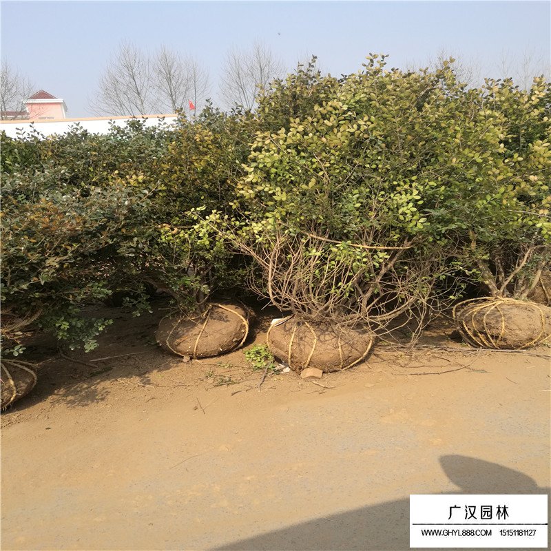 瓜子黄杨基地