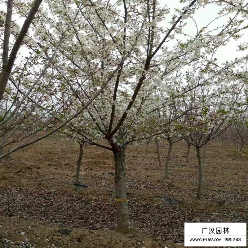 沭阳樱花价格