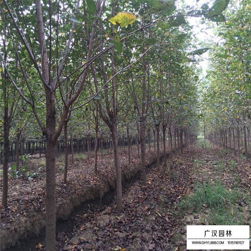 沭阳樱花价格