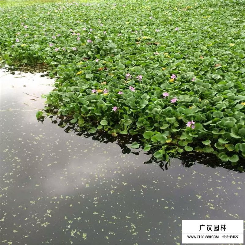 水葫芦产地