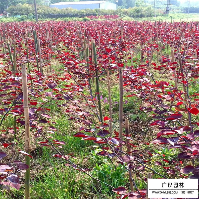 紫叶紫荆价格