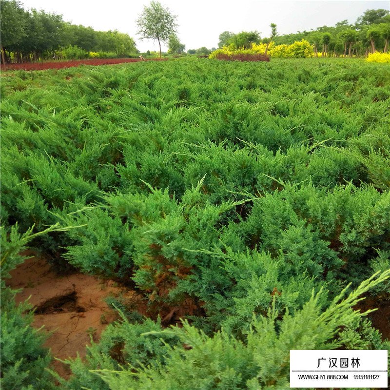 沙地柏价格