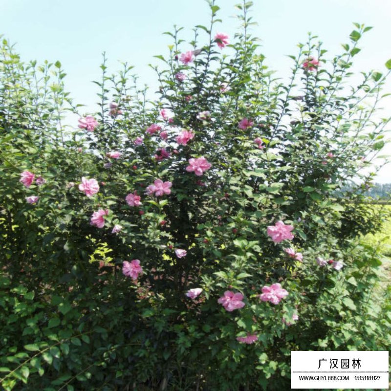 木槿冬育枝夏育蕾的注意事项(图2)