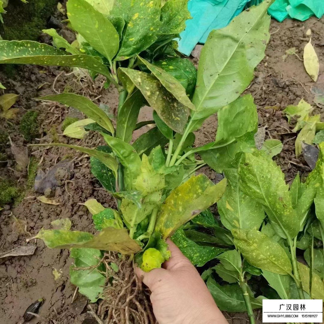 洒金珊瑚是什么植物？(图2)