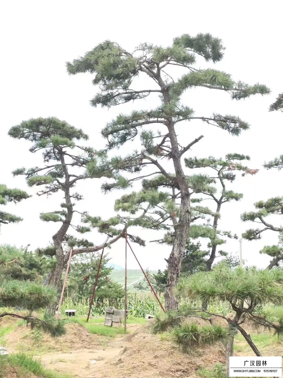 造型黑松