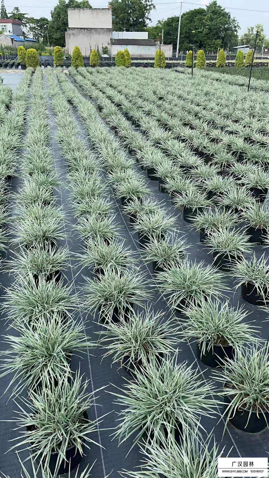 花叶燕麦草