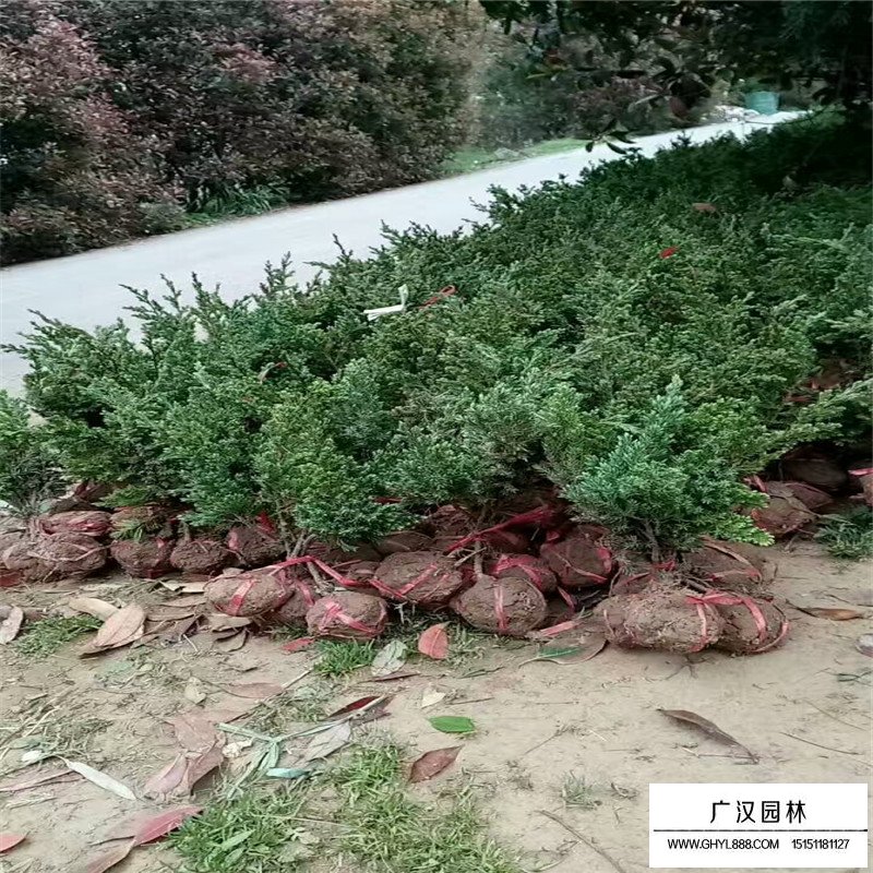 爬地柏盆景价格