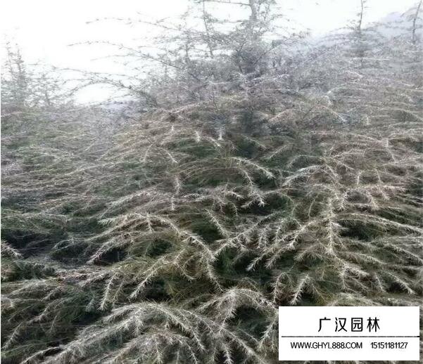 雪松树苗图片大全