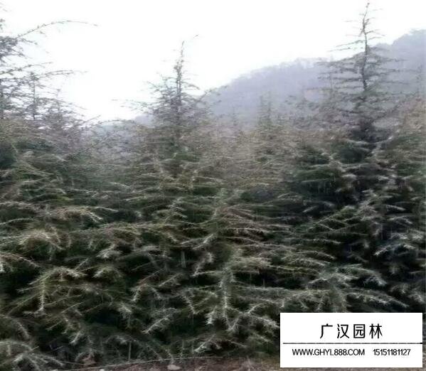 雪松树苗图片大全