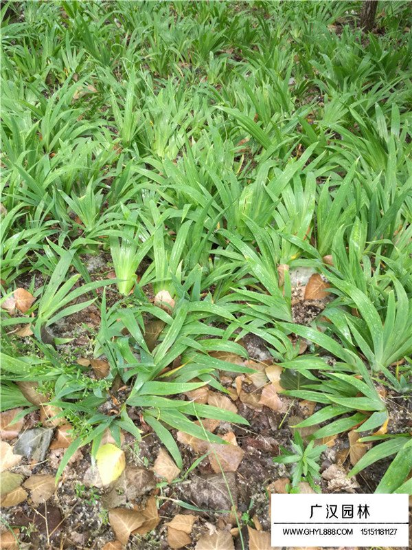 黄花鸢尾