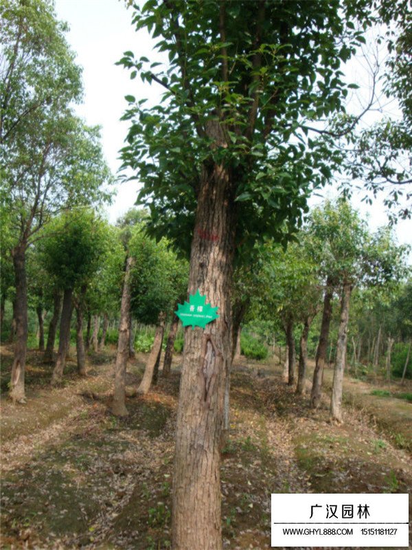 香樟树小苗价格