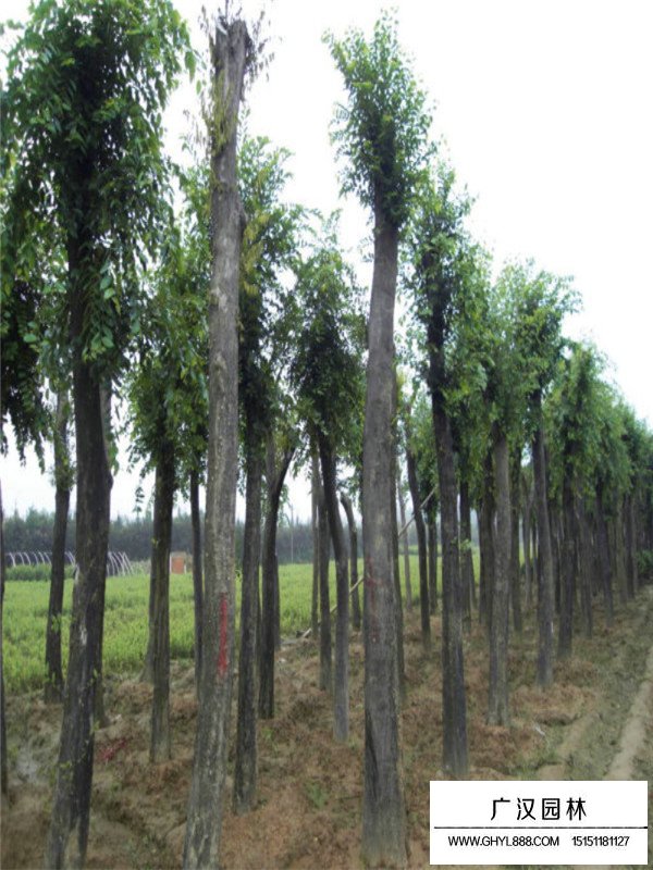 朴树种植基地(图2)