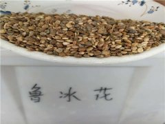 鲁冰花种子