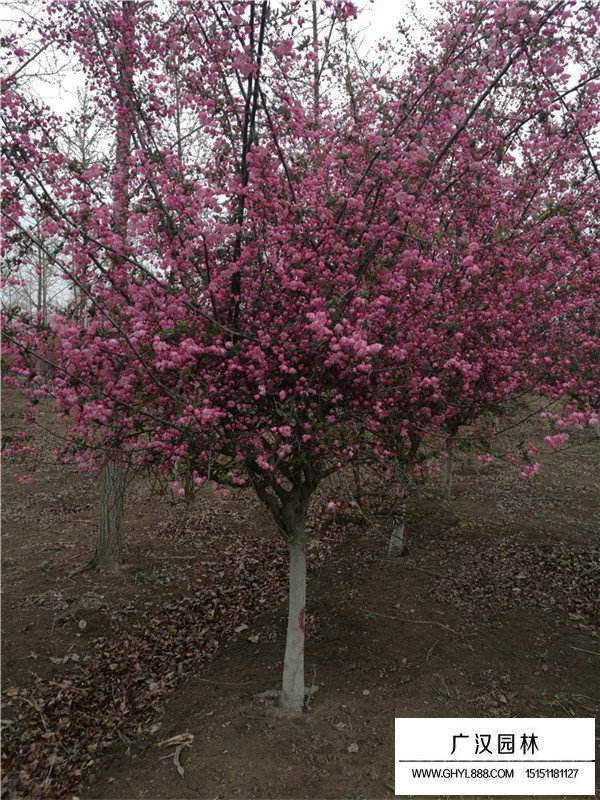 怎么种植垂丝海棠(图1)