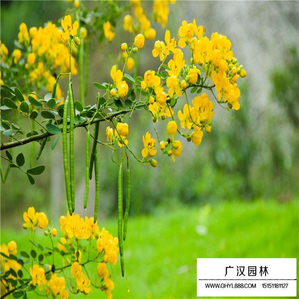 黄花槐介绍(图2)