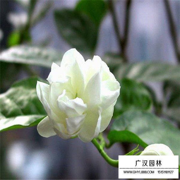 茉莉花介绍(图3)