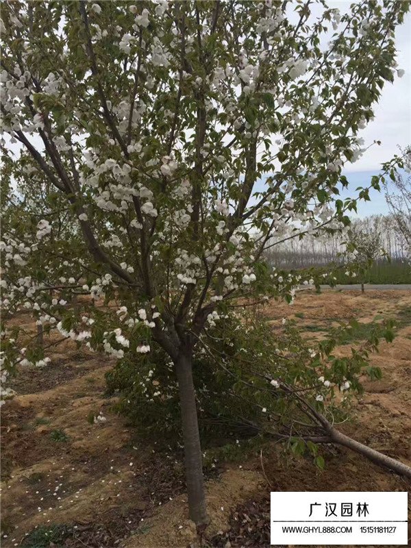 樱花树介绍(图2)