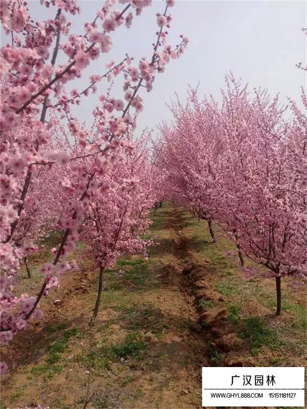 如何区别梅花和桃花(图3)