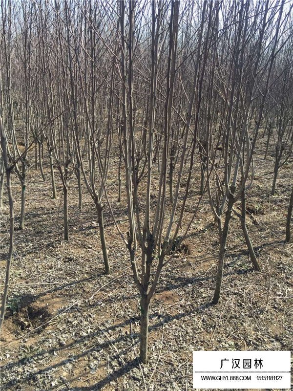 西府海棠开花时间(图1)