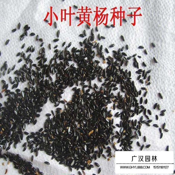 黄杨种子怎样种植(图2)