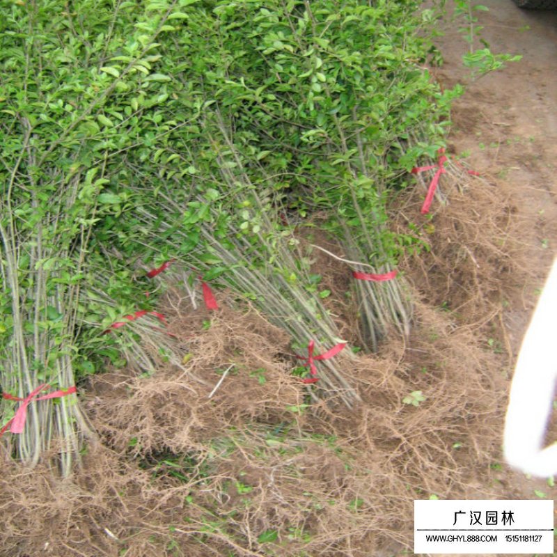 水腊小苗种植基地(图4)