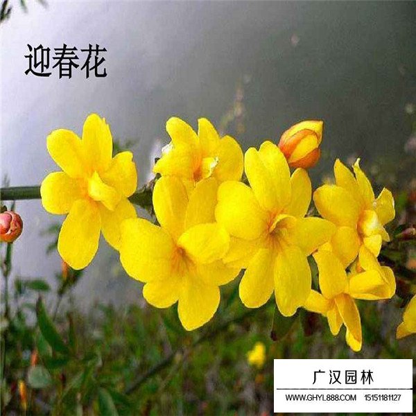 迎春花的有关信息(图1)