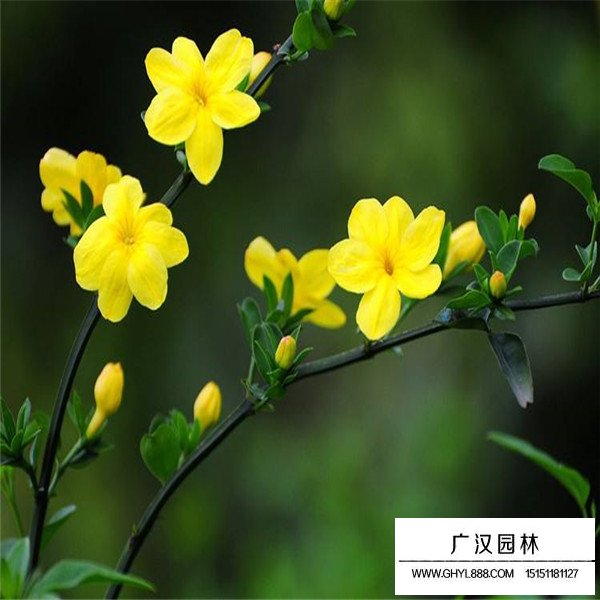 迎春花的有关信息(图4)