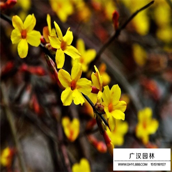 迎春花与连翘和野迎花的区别(图1)